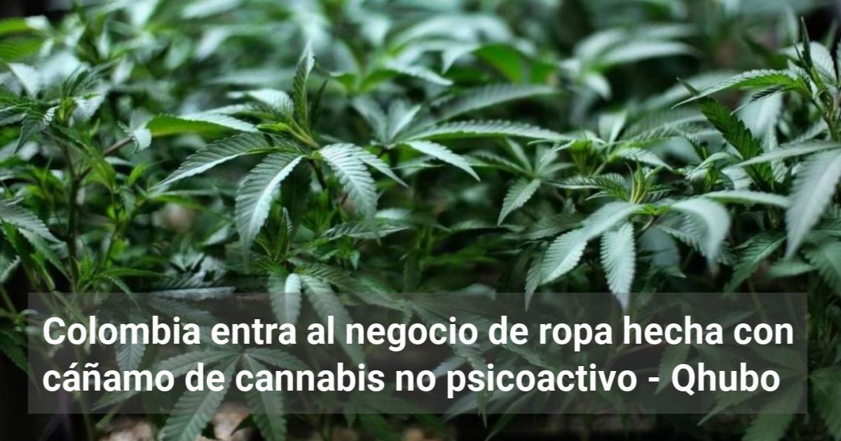 Colombia entra al negocio de ropa hecha con cáñamo de cannabis no  psicoactivo -