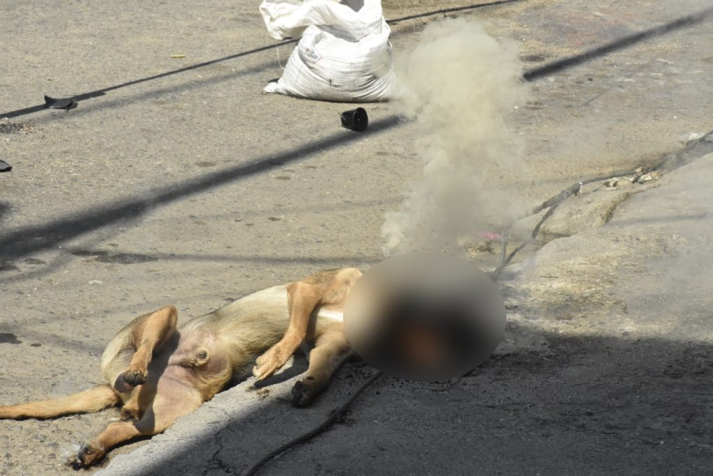 El cuerpo del animal permaneció un rato en contacto con el fluido eléctrico. Fotos Hélmer Parra- Q’Hubo.